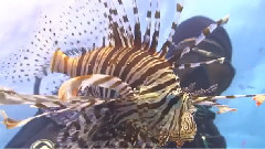 IN OMNIA PARATUS FOR THE SHARKS