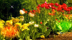 Concerto Pour Une Voix