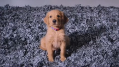 The Chainsmokers - Waterbed