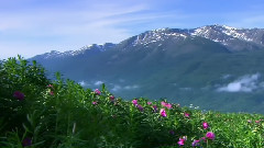 把你带回我的草原