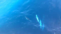 海豚,美丽的领航