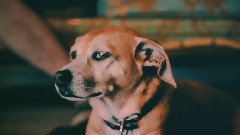 Born Ruffians - (Eat Shit) We Did It