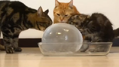 Котики и ледяной шар