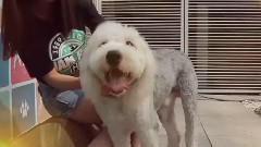 电影<我的男友和狗>宣传片之宠爱