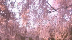 Здравствуй Весна