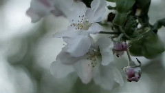 Spring breath ... Music of the soul