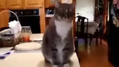 Кот всегда здоровается с хозяйкой