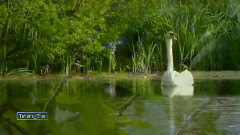 Giovanni Marradi - Dreamers