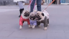 Фотосессия Для Модного Каталога. Все О Домашних Животных