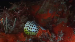 梦幻珊瑚海:唤醒