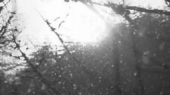 Magical Winter(神奇的冬日)