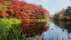 軽井沢 雲場池の紅葉