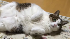 AKB48 - それが大事～ペットのいのちバージョン～