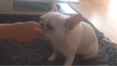 French Bulldog learns to ring bell for treats