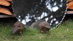 鹌鹑的深深的困惑对镜面反射