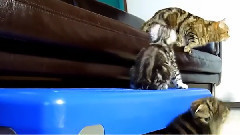 Вместе играть веселее