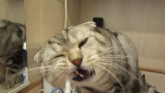Кот чистит зубы-Смешной кот Василек -чистюля