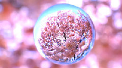 宙玉 満開の桜の中を飛ぶ桜の水晶玉