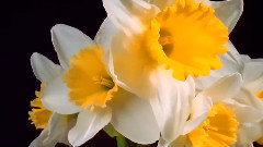 Beautiful Blooming flowers - Flower Time Lapse