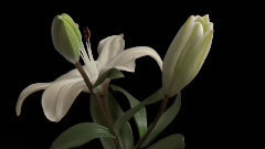 Beautiful Dancing Flowers - Flowering plants and blooming flower time lapse