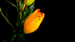 Time-Lapse Watch Flowers Bloom Before Your Eyes