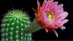 Most exotic blooming flowers