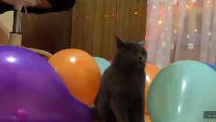 Коты бояться шариков