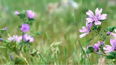 Animate nature of Crimea Relaxation