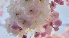 Michel Pépé,音乐短片 - Un Parfum D'ivresse 2004 New Age