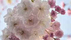 Michel Pépé,音乐短片 - Infinie Tendresse - Elixir d'Amour