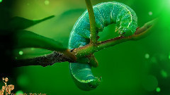 Bright Colors -Green