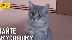 Дайте вкусняшку, пожалуйста