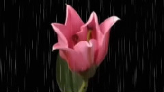 ВАЛЬС ЦВЕТОВ ПОД ШУМ ДОЖДЯ