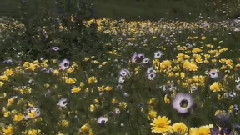 Paul Mauriat,音乐短片 - Toccata