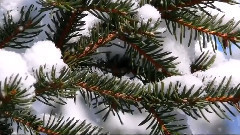 Paul Mauriat - Поль Мориа-Падает снег