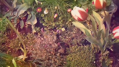 Paul Mauriat - Поль Мориа Влюблённая Женщина