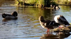 Autumn At Golden Garden Park