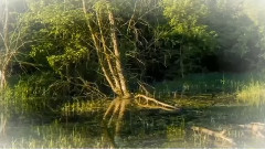 茉莉花(琵琶弹奏)