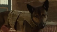 电影<军犬麦克斯>电视预告