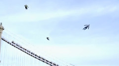 电影<超能失控>片段之Flying People in New York City