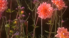 Lafee,音乐短片 - Tell Me Why