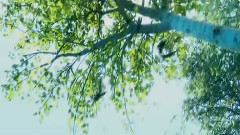 影视原声 - 电影<森林战士>先行版预告片2