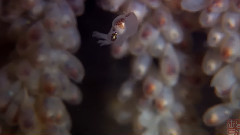 音乐短片 - 第二剪 青春无悔