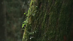 Тайвань. красивая музыка