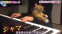 刨根问底探索队 喵星人好讨厌