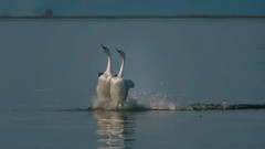 动物世界 恋爱中的动物们