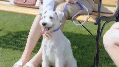 电影<狗狗与你的故事>预告片