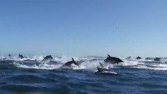 Armin Van Buuren - Armin Van Buuren Pres Gaia