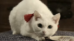 猫侍 玉之丞,江戸へ行く 特報