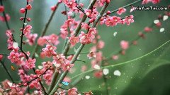 轻音乐 - Missa Johnouchi 城之内美莎 Kataribe